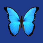 Bluesky Scheduler