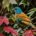 Clarity AI - Image Upscaler